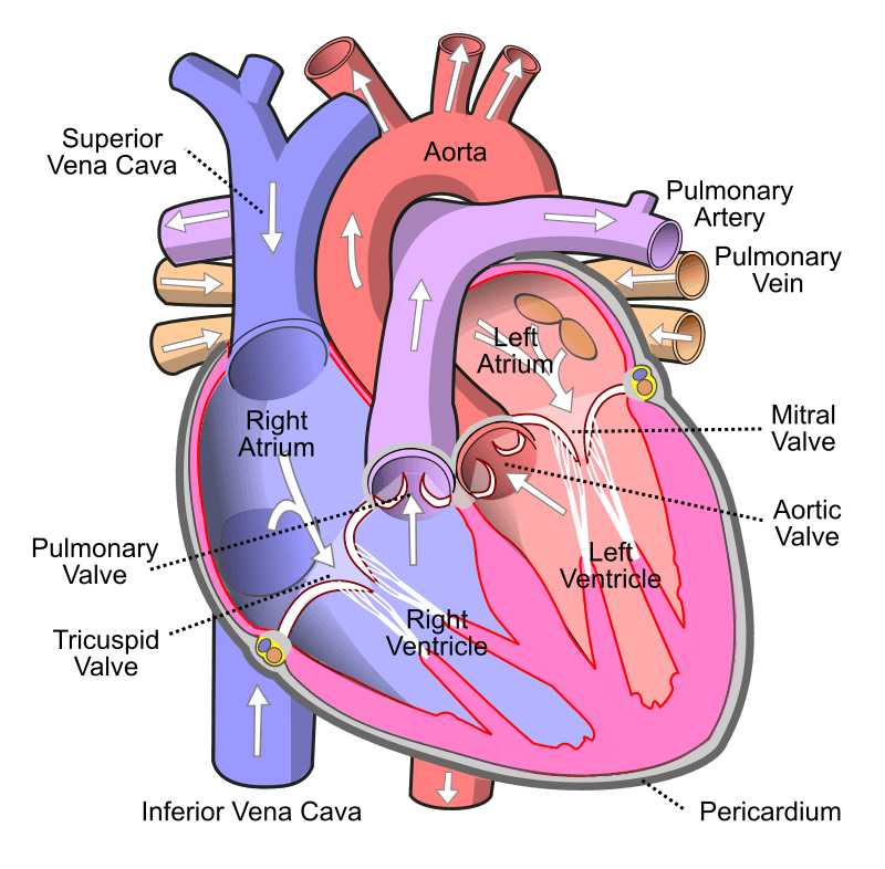 Human Heart with Blood Flow SimpleMed Human Heart with Blood Flow SimpleMed