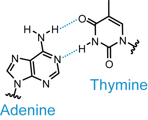 Adenine and Thymine Base Pairing SimpleMed Adenine and Thymine Base Pairing SimpleMed