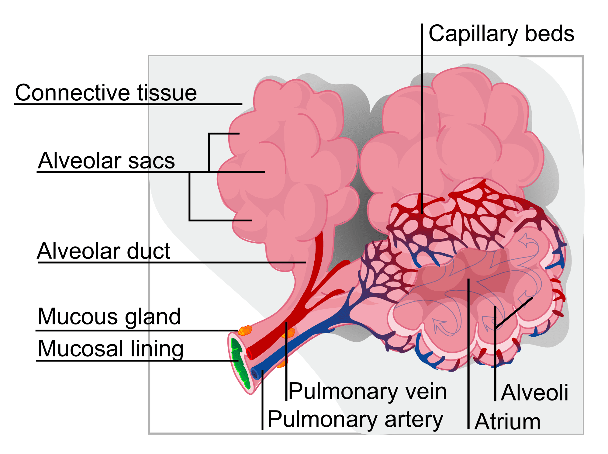 Structure of Alveolar Sacs SimpleMed Structure of Alveolar Sacs SimpleMed