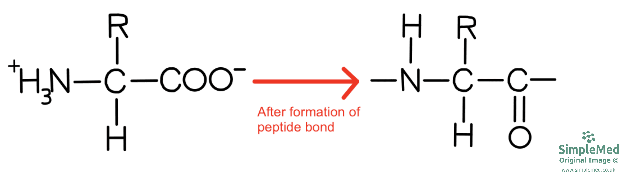 Amino Acid Residue SimpleMed Amino Acid Residue SimpleMed