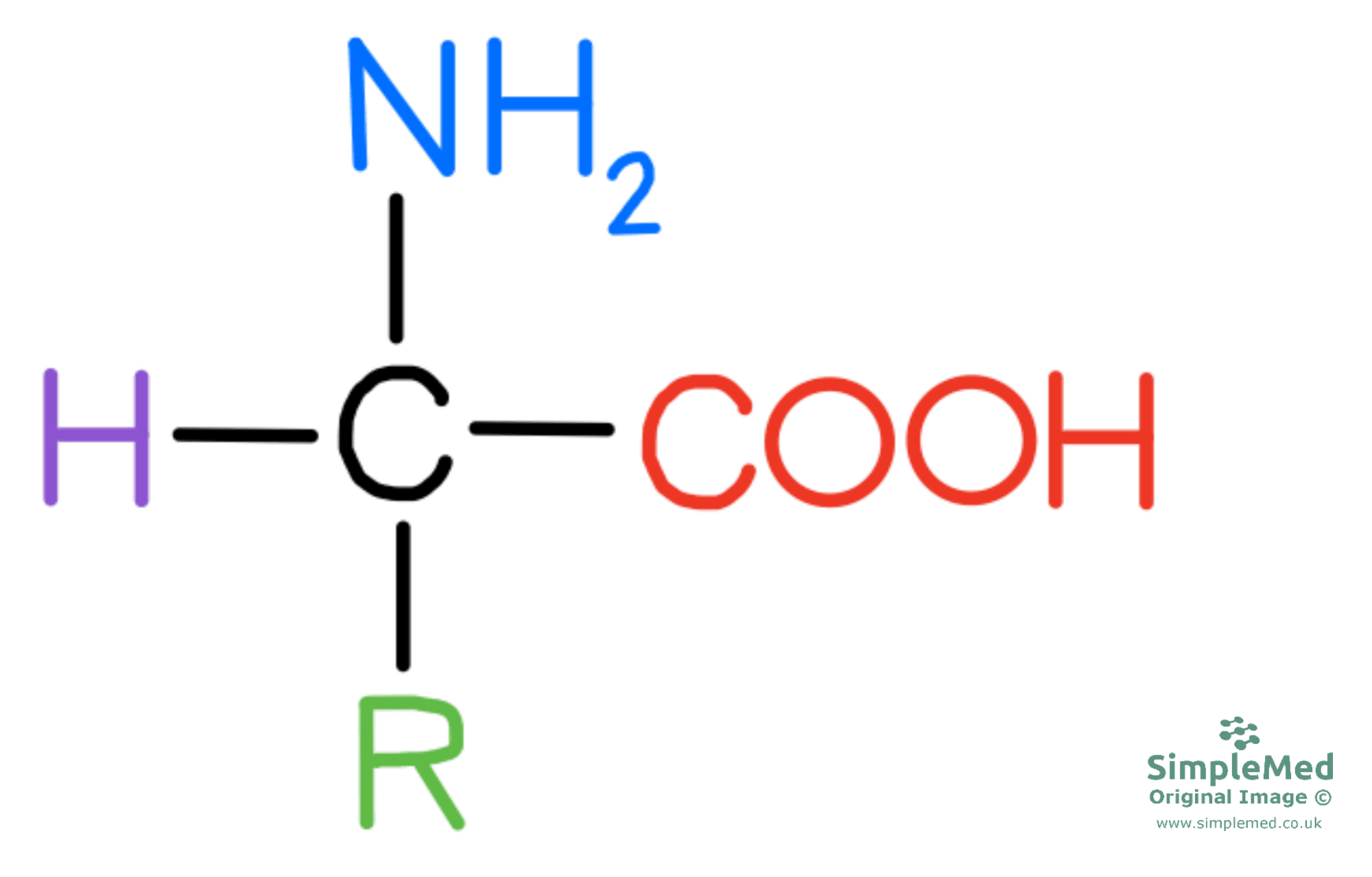 Amino Acid Diagram SimpleMed Amino Acid Diagram SimpleMed