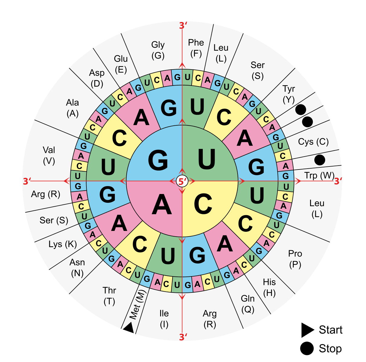 Amino Acid Table SimpleMed Amino Acid Table SimpleMed