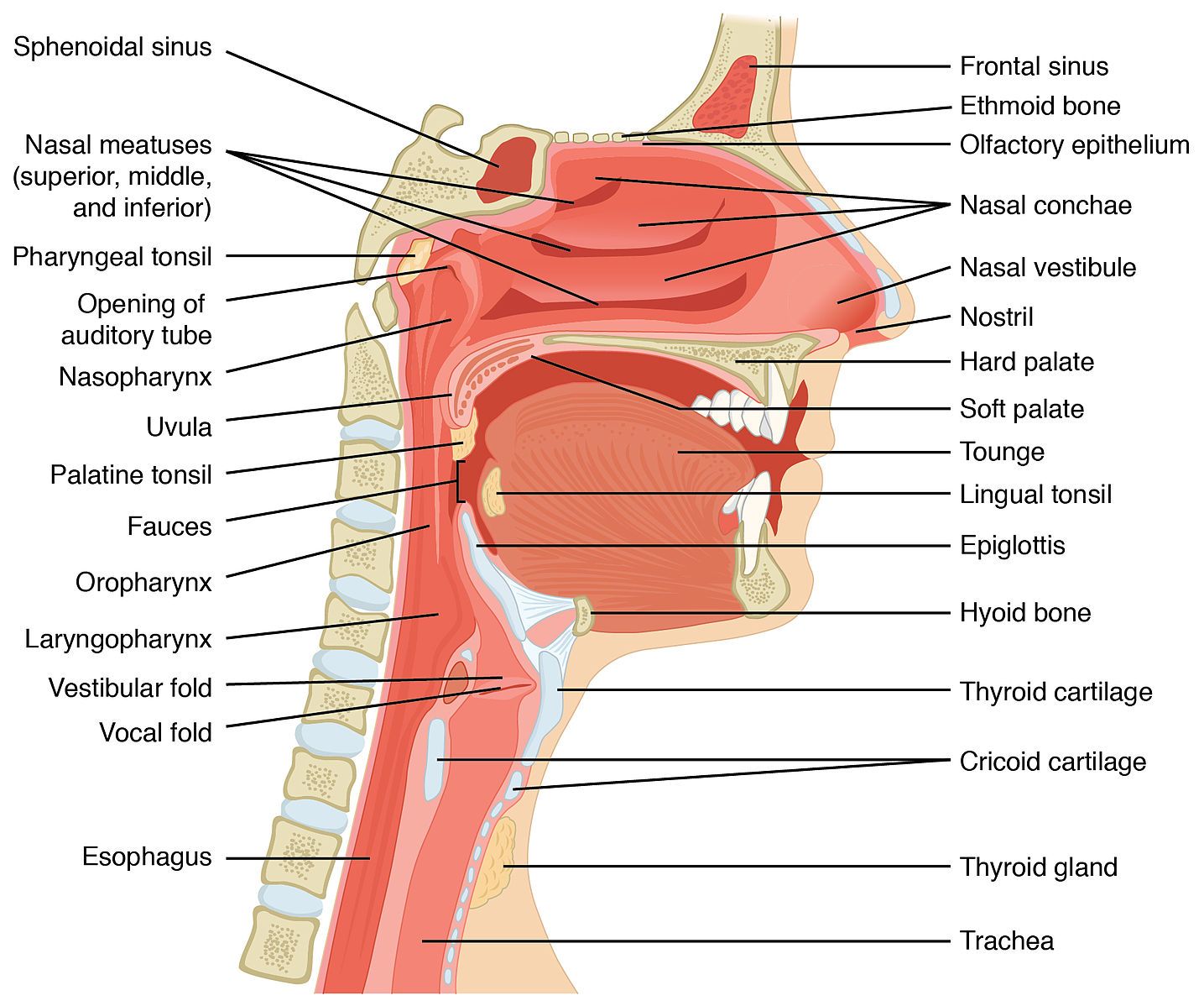 Anatomy of the Nose, Pharynx, Mouth and Larynx SimpleMed Anatomy of the Nose, Pharynx, Mouth and Larynx SimpleMed