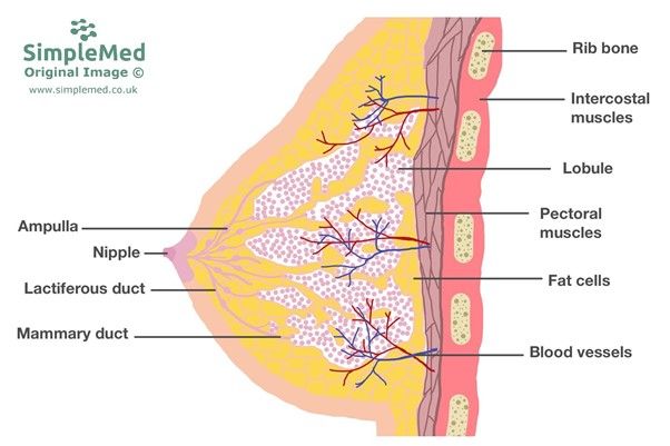 Anatomy of the Breast SimpleMed Anatomy of the Breast SimpleMed