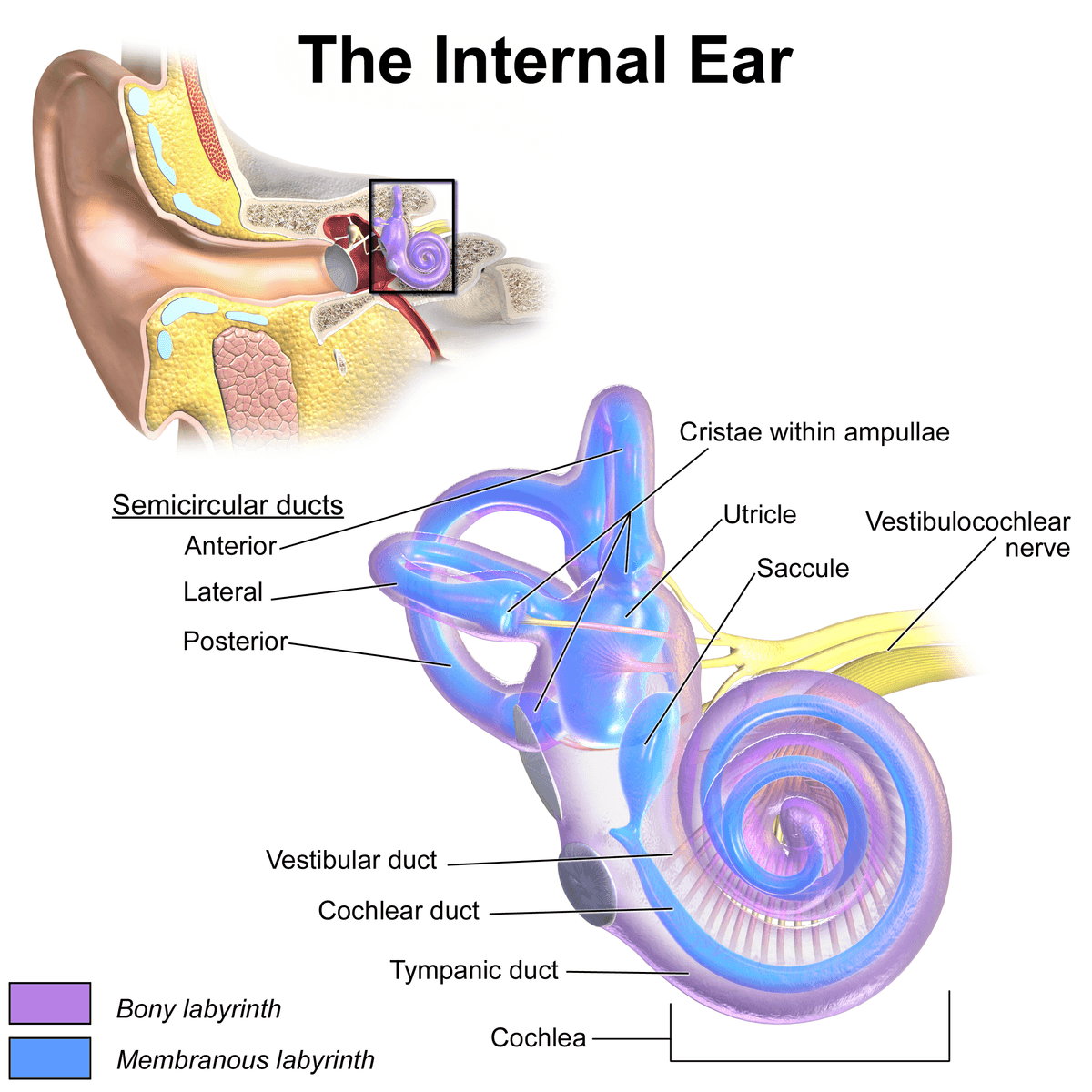 Anatomy of the Internal Ear SimpleMed Anatomy of the Internal Ear SimpleMed