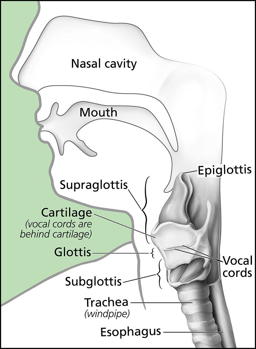 Anatomy of the Larynx SimpleMed Anatomy of the Larynx SimpleMed