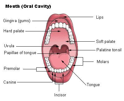 Anatomy of the Mouth SimpleMed Anatomy of the Mouth SimpleMed