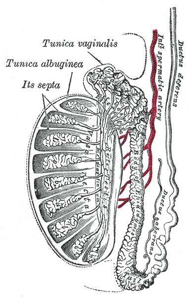 Anatomy of the Testis SimpleMed Anatomy of the Testis SimpleMed
