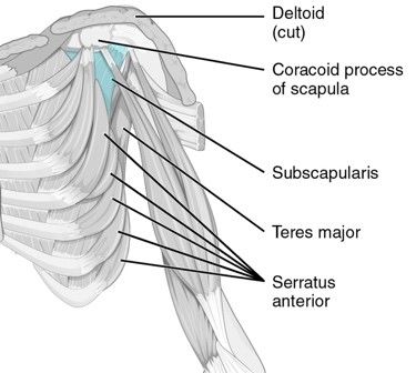 Anterior Intrinsic Shoulder Muscles SimpleMed Anterior Intrinsic Shoulder Muscles SimpleMed