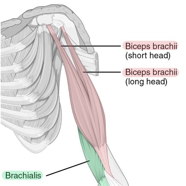 Anterior Muscles of the Upper Arm Labelled Diagram SimpleMed Anterior Muscles of the Upper Arm Labelled Diagram SimpleMed