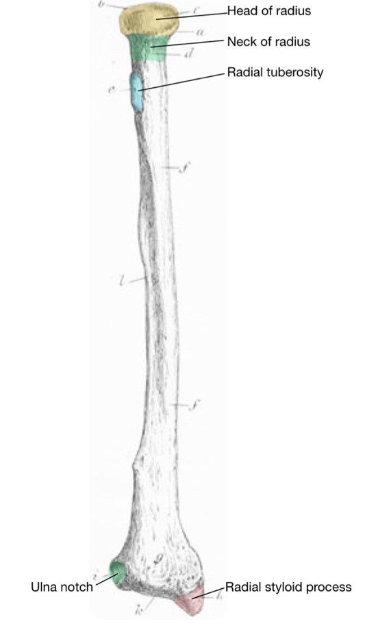 Anterior Radius Labelled Diagram SimpleMed Anterior Radius Labelled Diagram SimpleMed