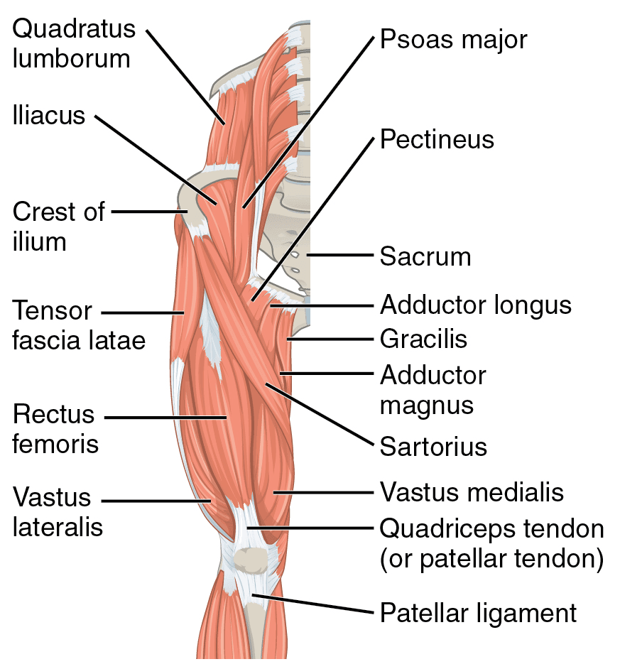 Anterior Thigh Muscles SimpleMed Anterior Thigh Muscles SimpleMed