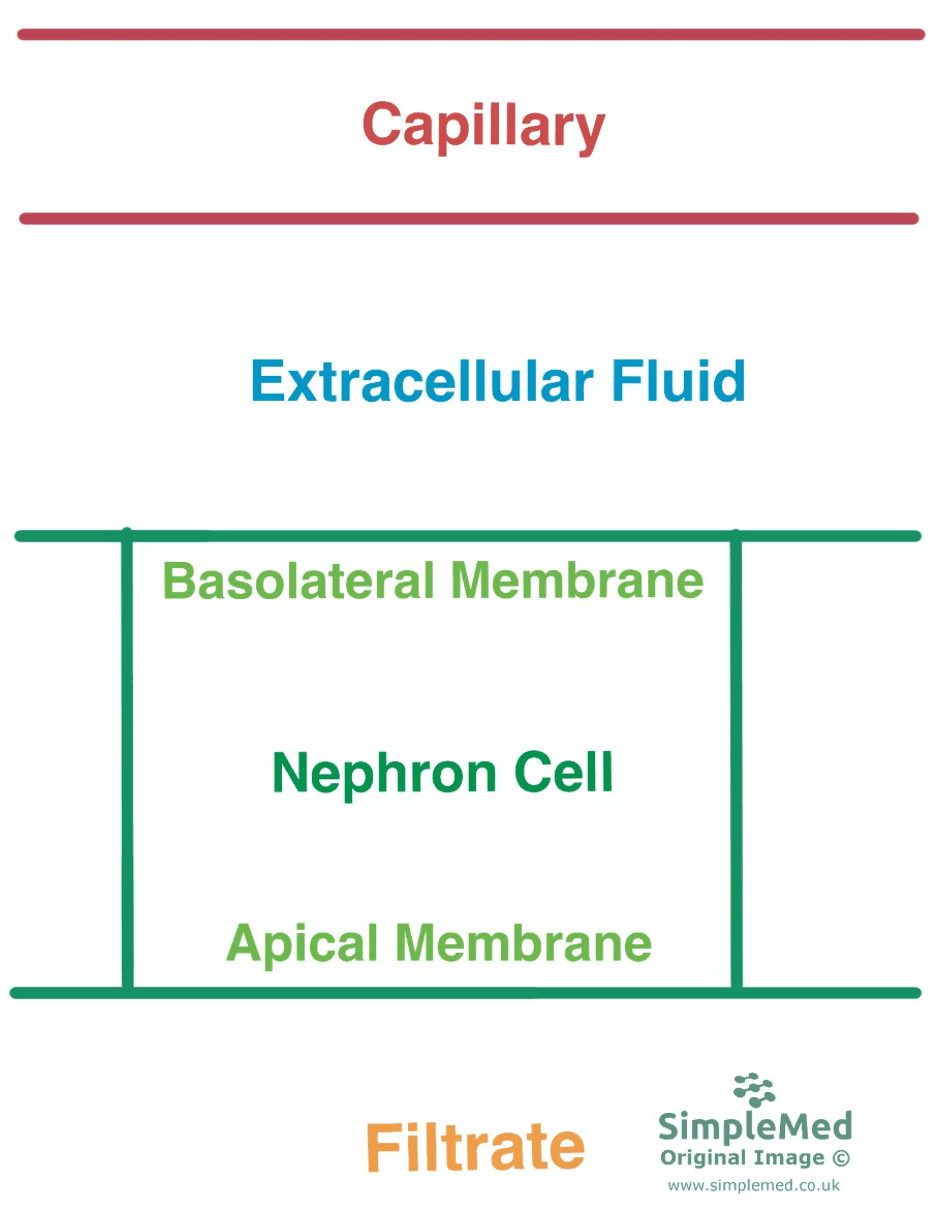 Apical and Basolateral Membranes of the Neprhon SimpleMed Apical and Basolateral Membranes of the Neprhon SimpleMed