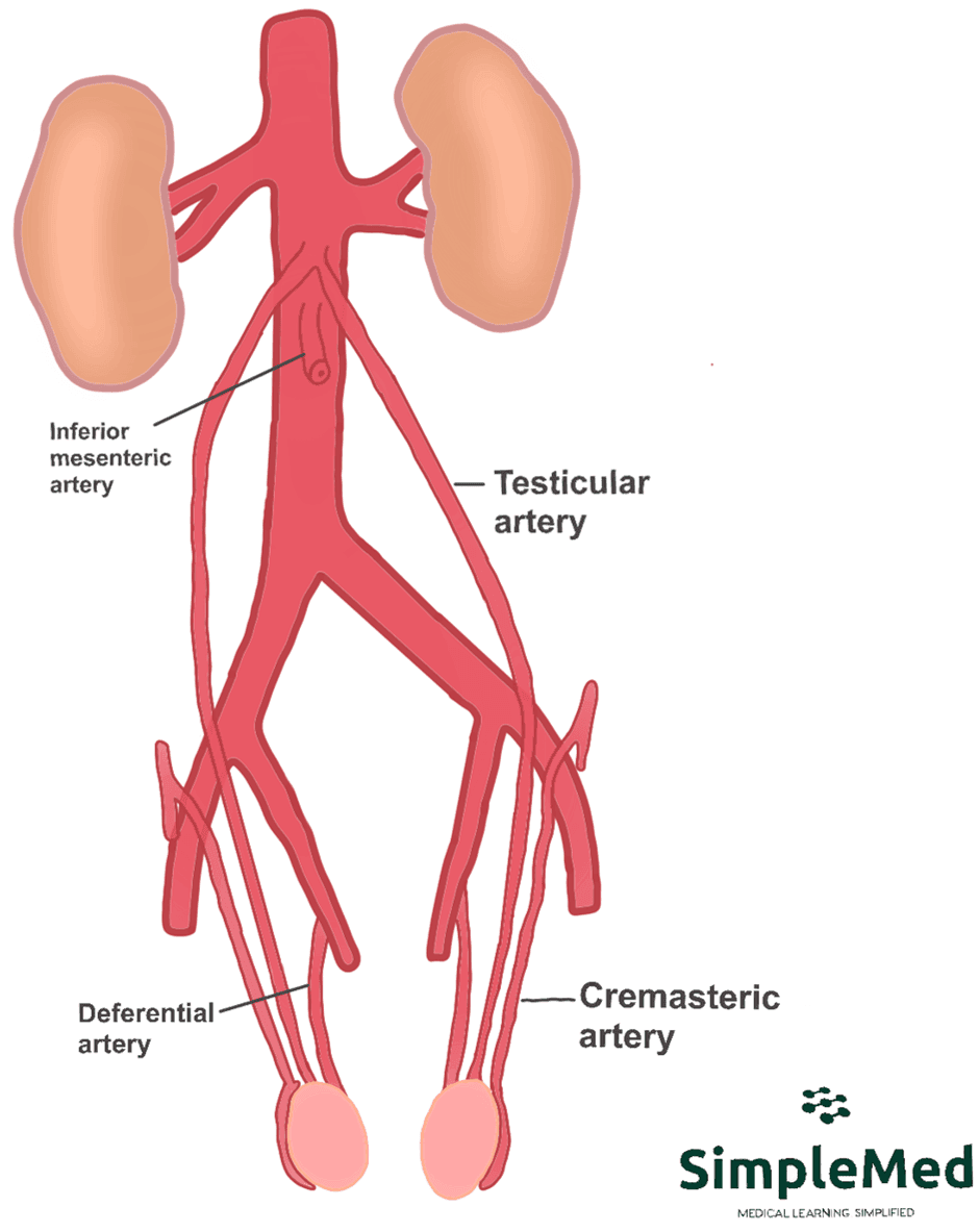 Arterial Supply of the Testes SimpleMed Arterial Supply of the Testes SimpleMed
