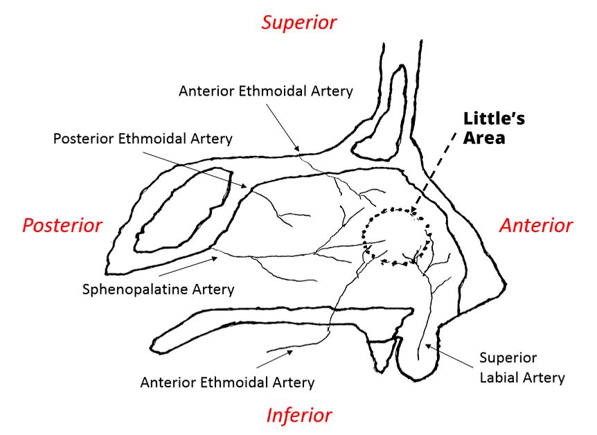 Arterial Supply of the Nasal Cavity SimpleMed Arterial Supply of the Nasal Cavity SimpleMed
