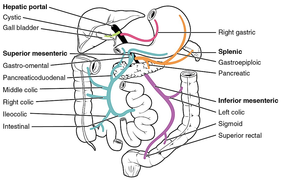 Anatomical illustration of the hepatic portal vein system showing the route of drugs absorbed from the gut to the liver
