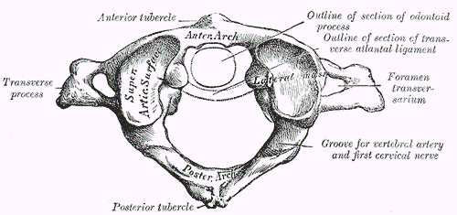 Atlas Vertebra SimpleMed Atlas Vertebra SimpleMed