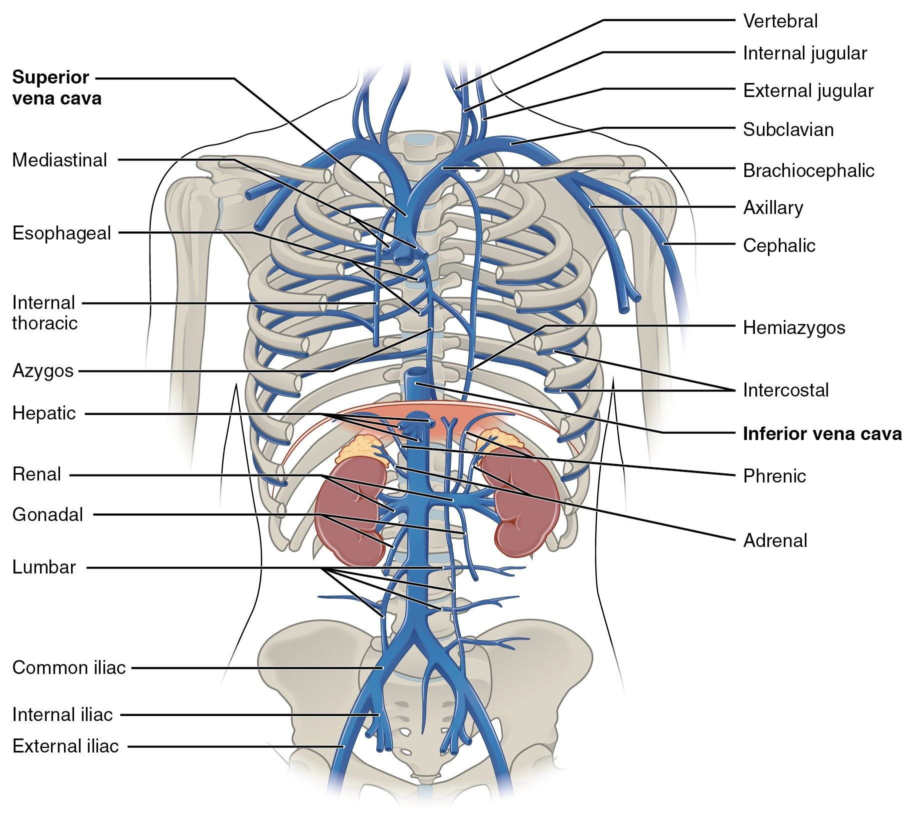 The Azygos and Hemiazygos Veins SimpleMed The Azygos and Hemiazygos Veins SimpleMed