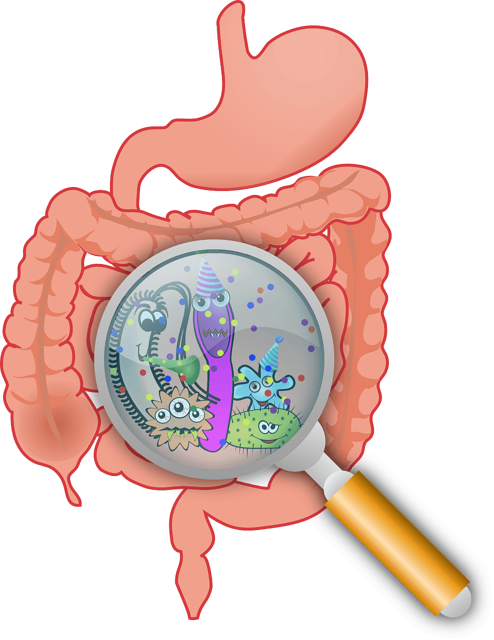 Bacteria in the Gastrointestinal Tract SimpleMed Bacteria in the Gastrointestinal Tract SimpleMed