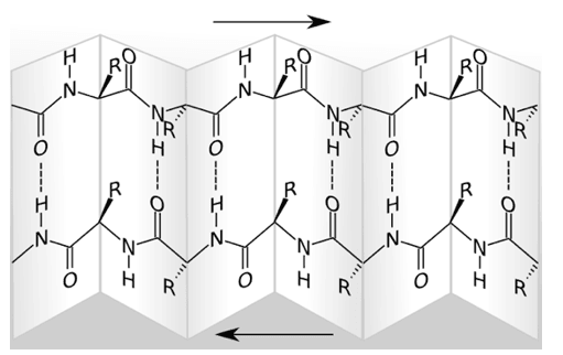 Beta-Pleated Sheet Structure SimpleMed Beta-Pleated Sheet Structure SimpleMed