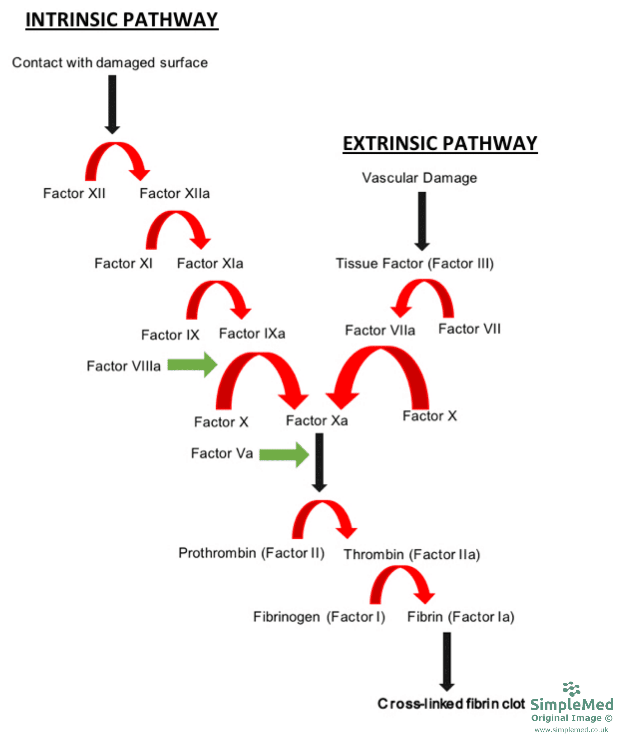 Blood Clotting Cascade SimpleMed Blood Clotting Cascade SimpleMed