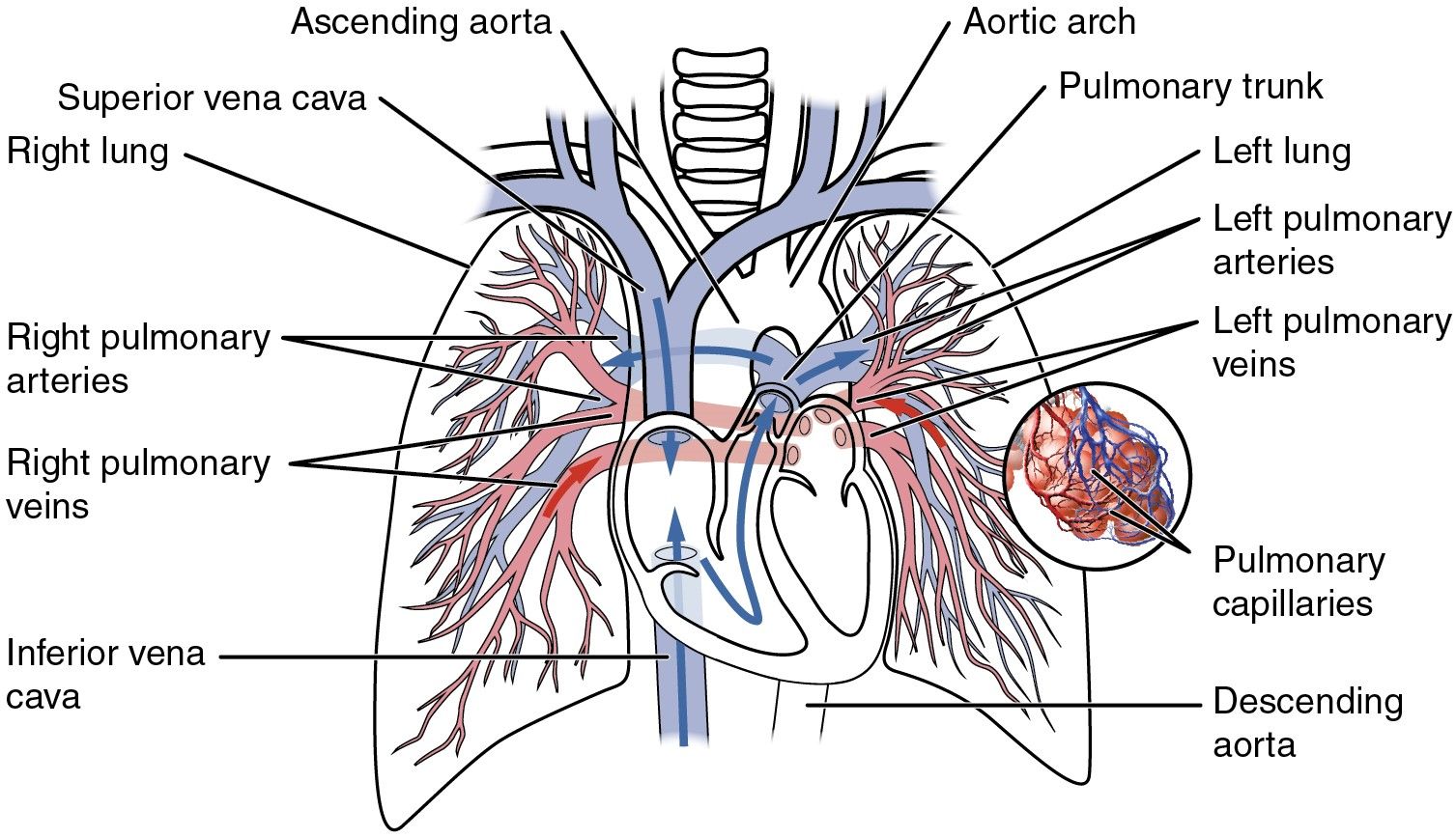 The Pulmonary Circulation SimpleMed The Pulmonary Circulation SimpleMed