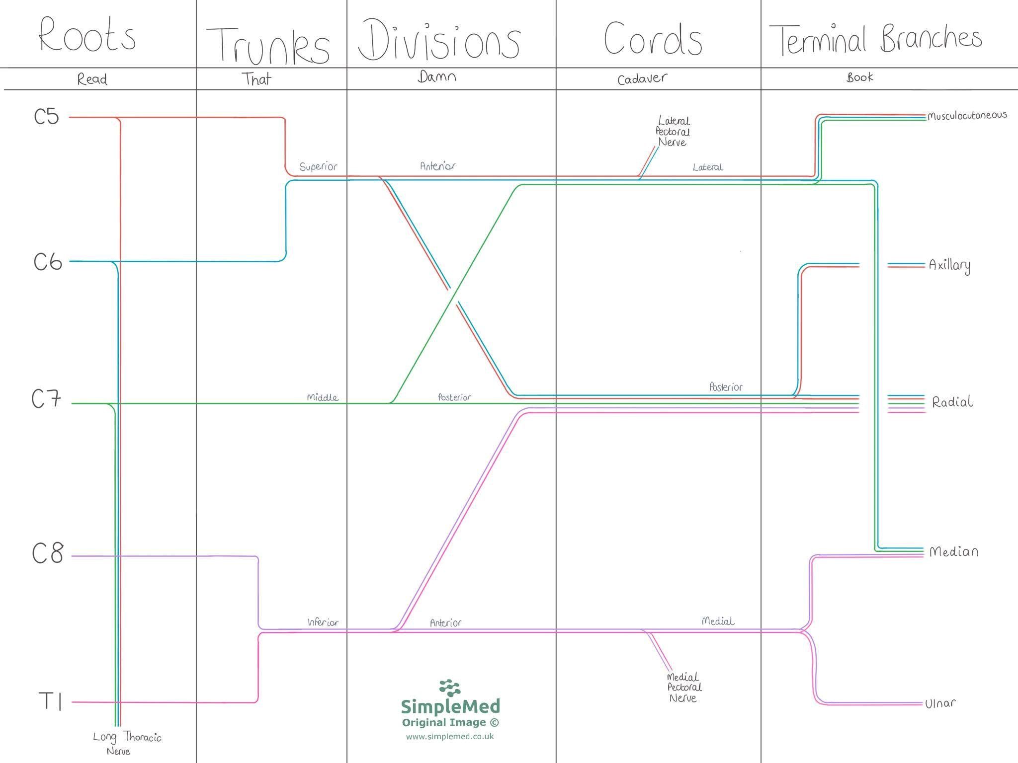 The Brachial Plexus SimpleMed The Brachial Plexus SimpleMed