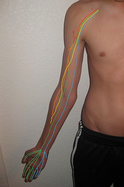 Brachial Plexus Nerves SimpleMed Brachial Plexus Nerves SimpleMed