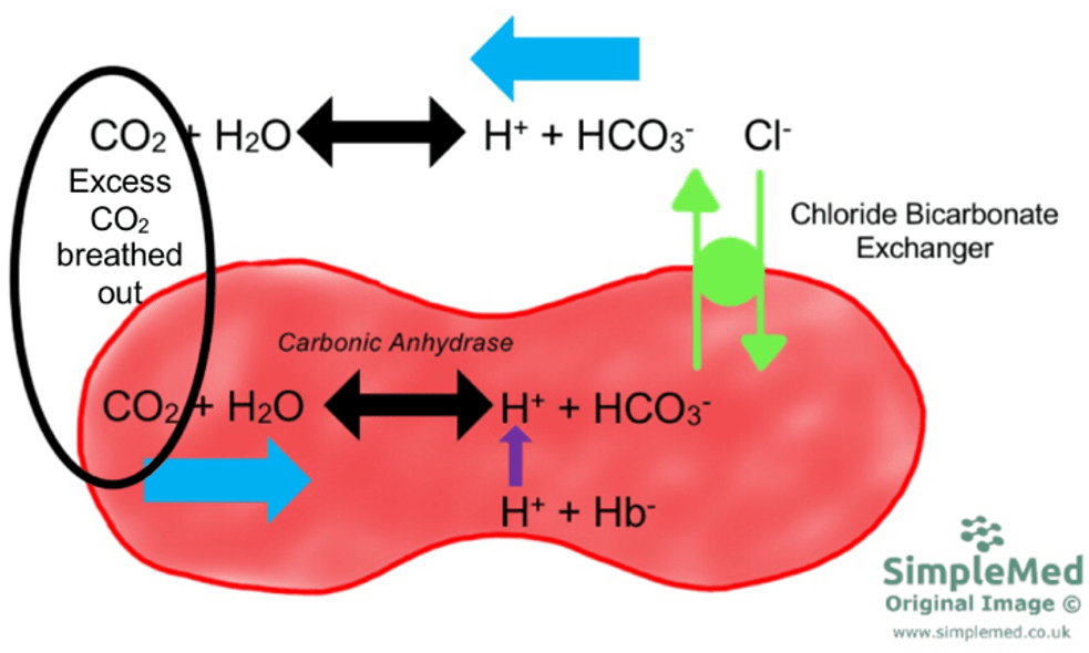 Carbon Dioxide Removal from the Body SimpleMed Carbon Dioxide Removal from the Body SimpleMed