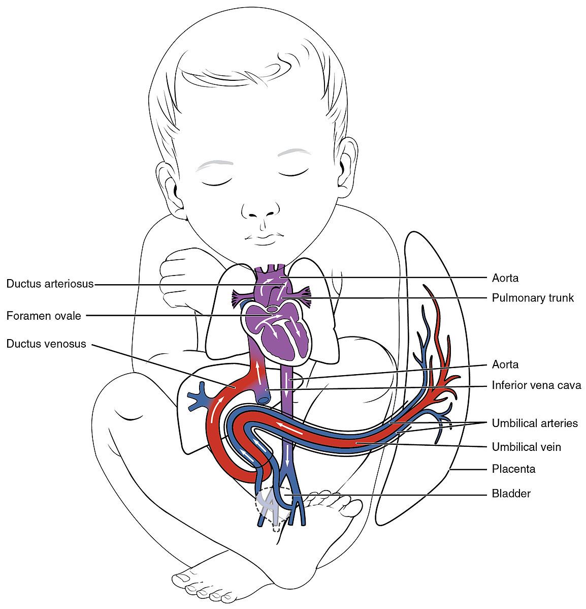 Foetal Circulation SimpleMed Foetal Circulation SimpleMed