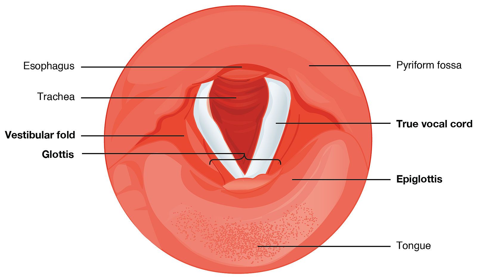 Cartilages of the Larynx SimpleMed Cartilages of the Larynx SimpleMed