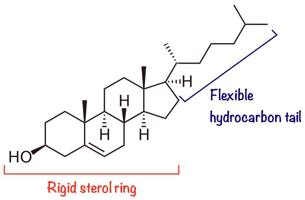 Cholesterol Structure SimpleMed Cholesterol Structure SimpleMed