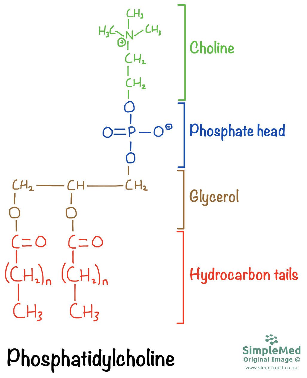 Chemical structure of a phospholipid - Phosphatidylcholine SimpleMed Chemical structure of a phospholipid - Phosphatidylcholine SimpleMed