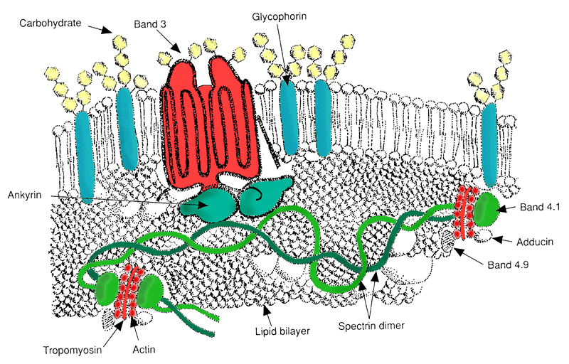 Red Blood Cell Major Membrane Proteins SimpleMed Red Blood Cell Major Membrane Proteins SimpleMed