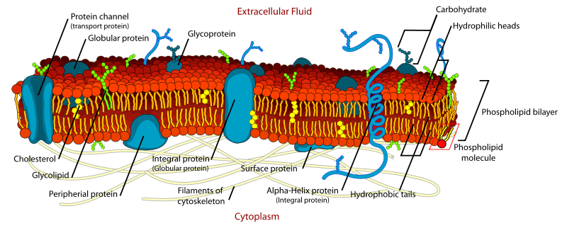 Structure of the Cell Membrane SimpleMed Structure of the Cell Membrane SimpleMed