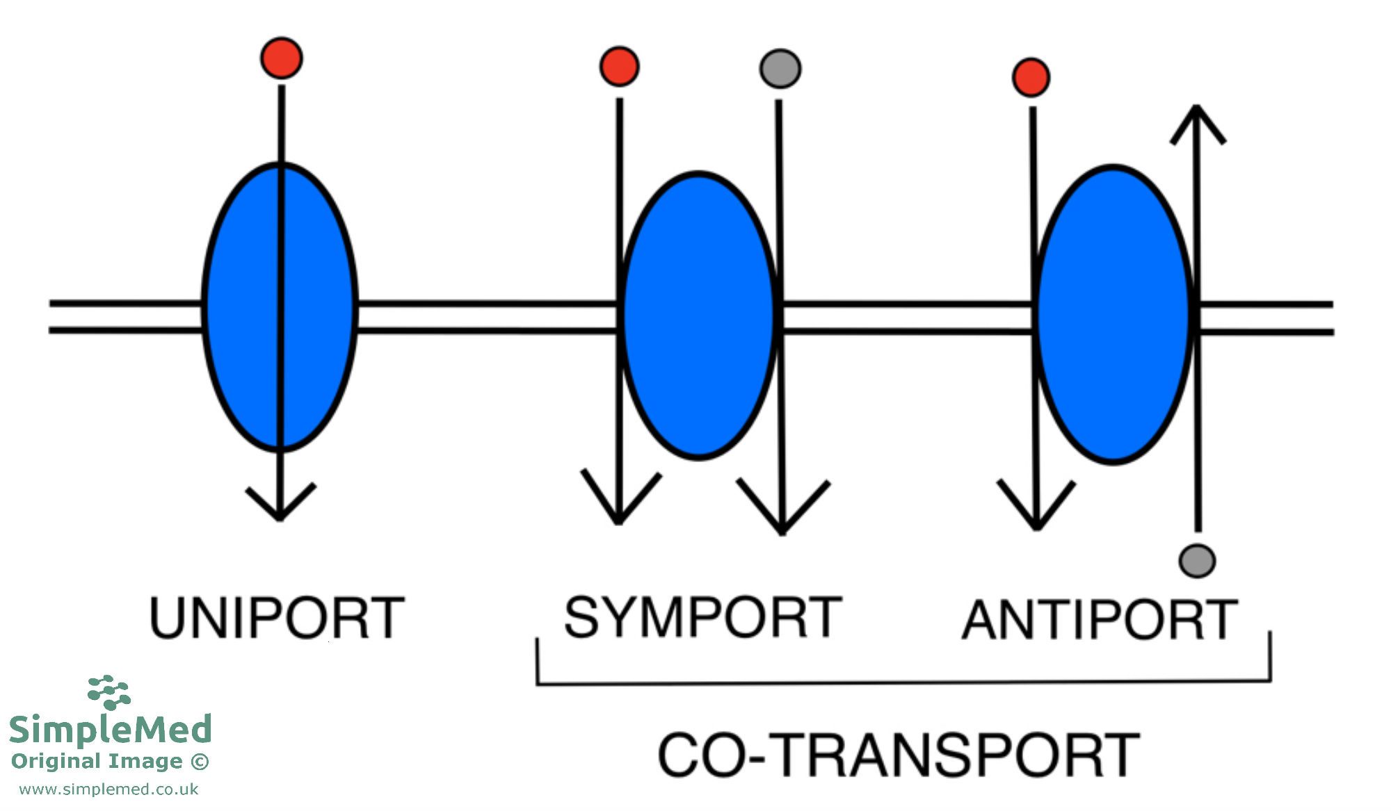 Type of Transporters Across The Cell Membrane SimpleMed Type of Transporters Across The Cell Membrane SimpleMed