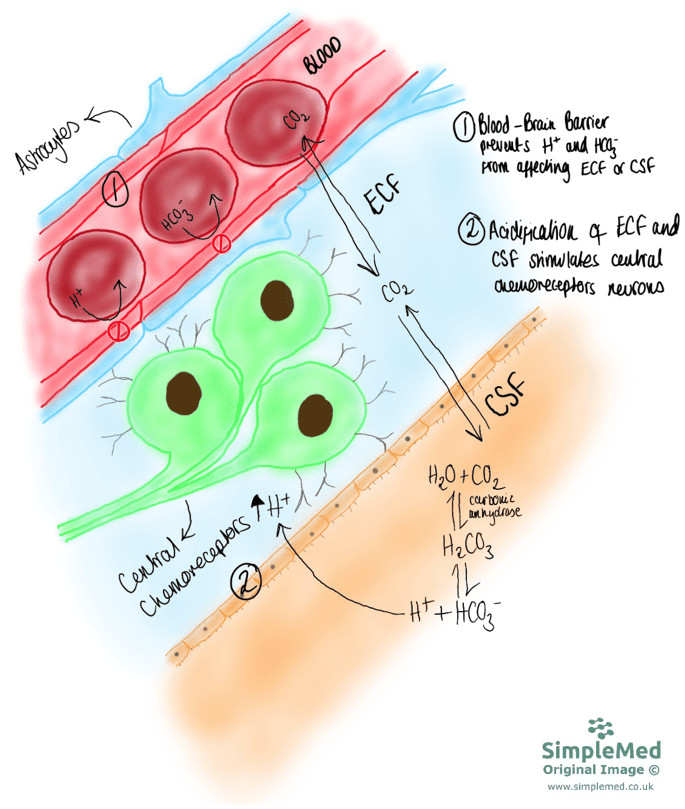 Central Chemoreceptors SimpleMed Central Chemoreceptors SimpleMed