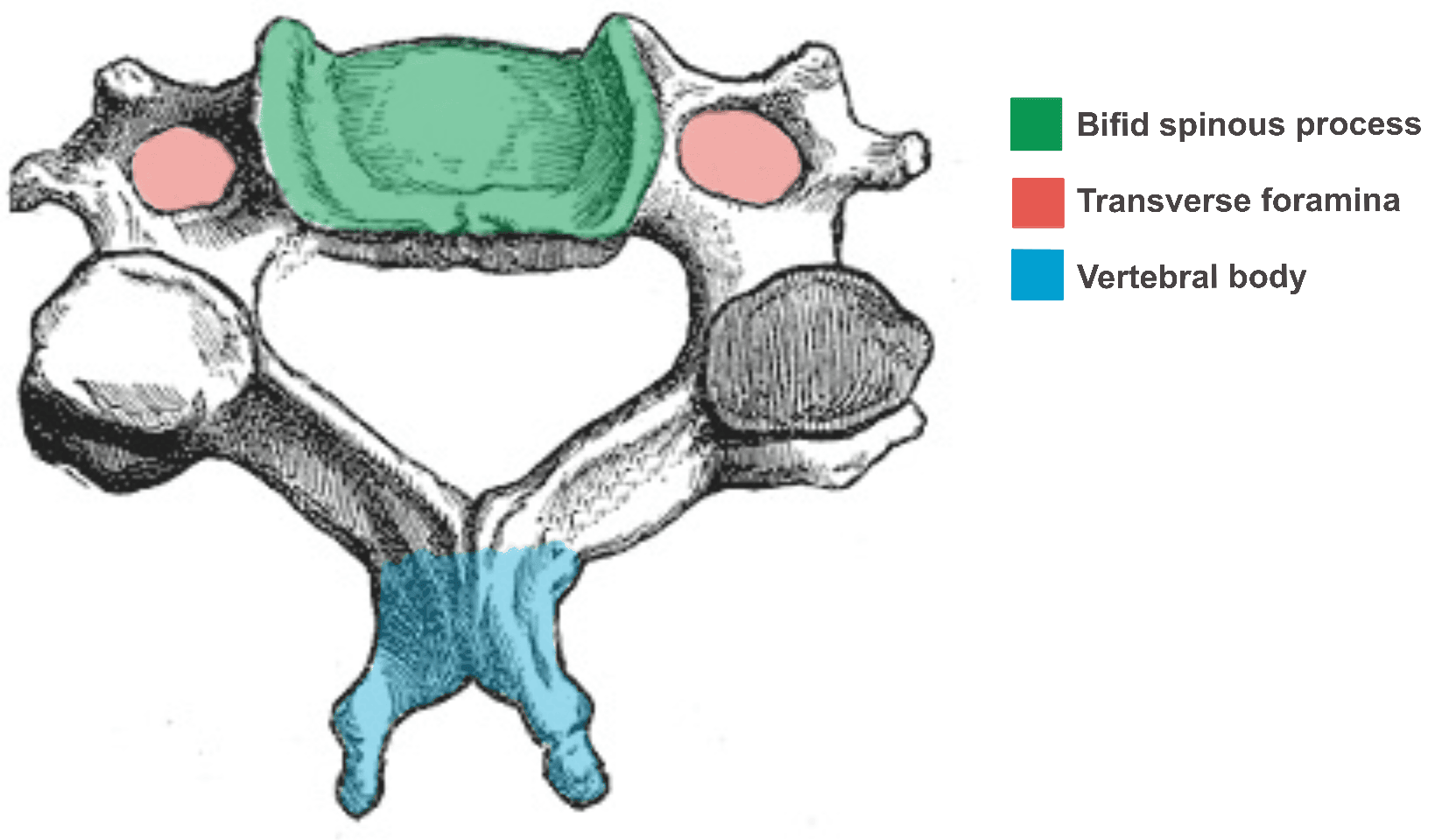 Cervical Vertebra SimpleMed Cervical Vertebra SimpleMed