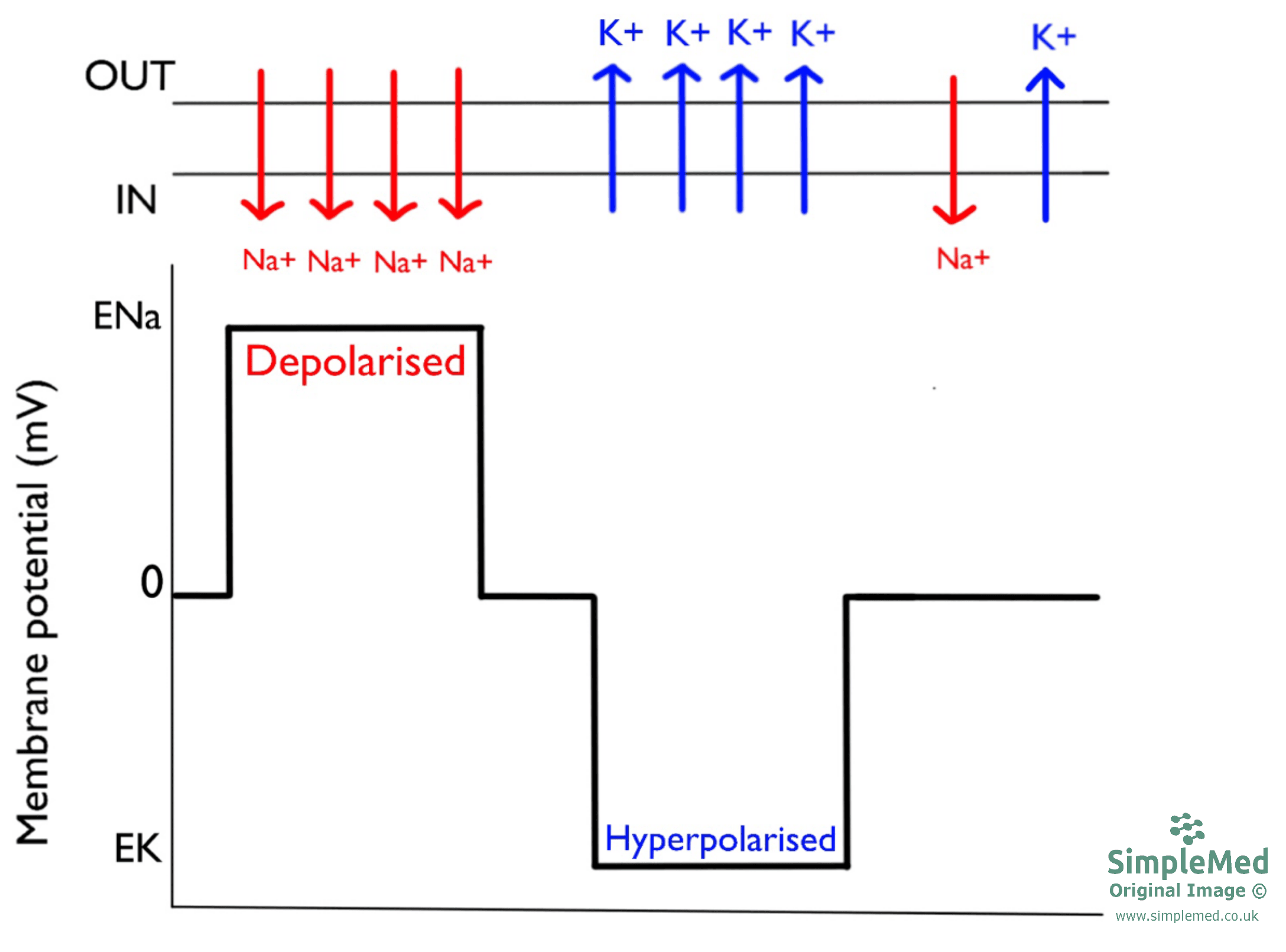 Changes in Membrane Potential SimpleMed Changes in Membrane Potential SimpleMed