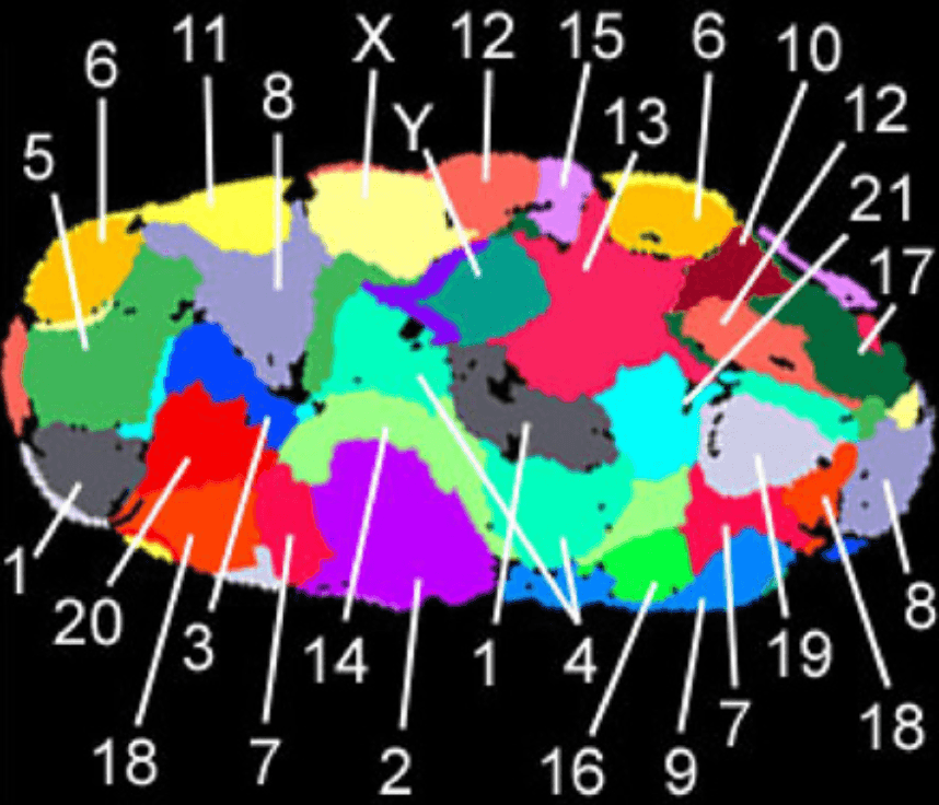 Chromosome Territories SimpleMed Chromosome Territories SimpleMed