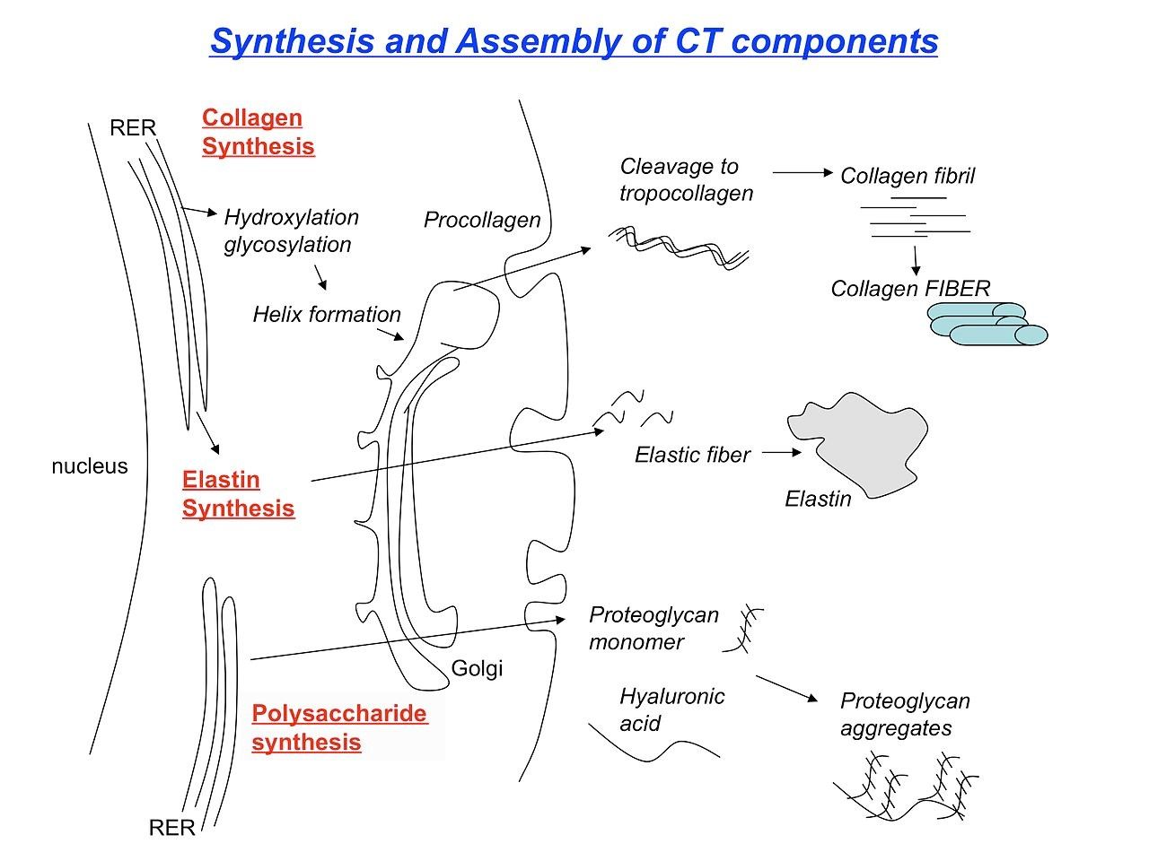 Collagen Synthesis and Post-Translational Modification SimpleMed Collagen Synthesis and Post-Translational Modification SimpleMed