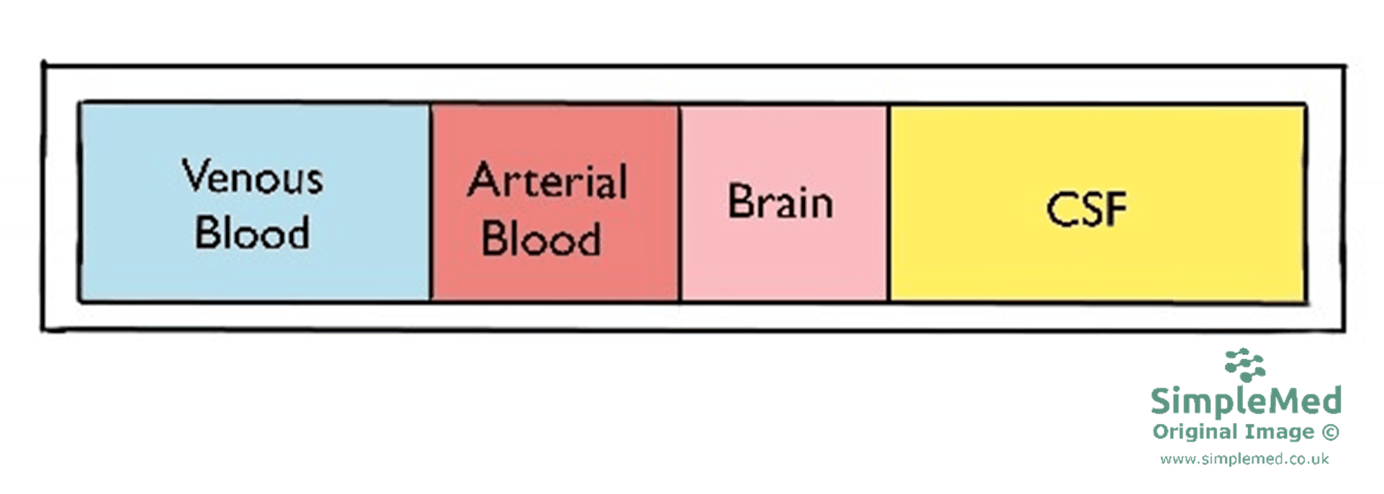 Constituents Inside the Skull SimpleMed