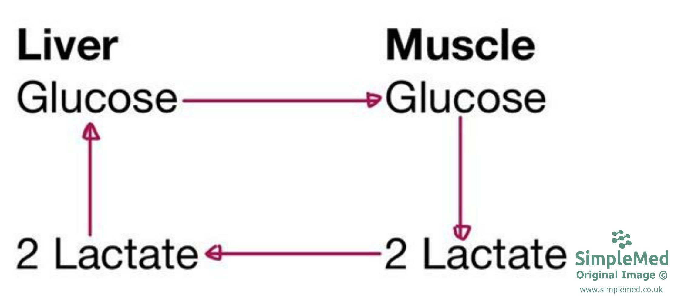 Cori Cycle Diagram SimpleMed Cori Cycle Diagram SimpleMed