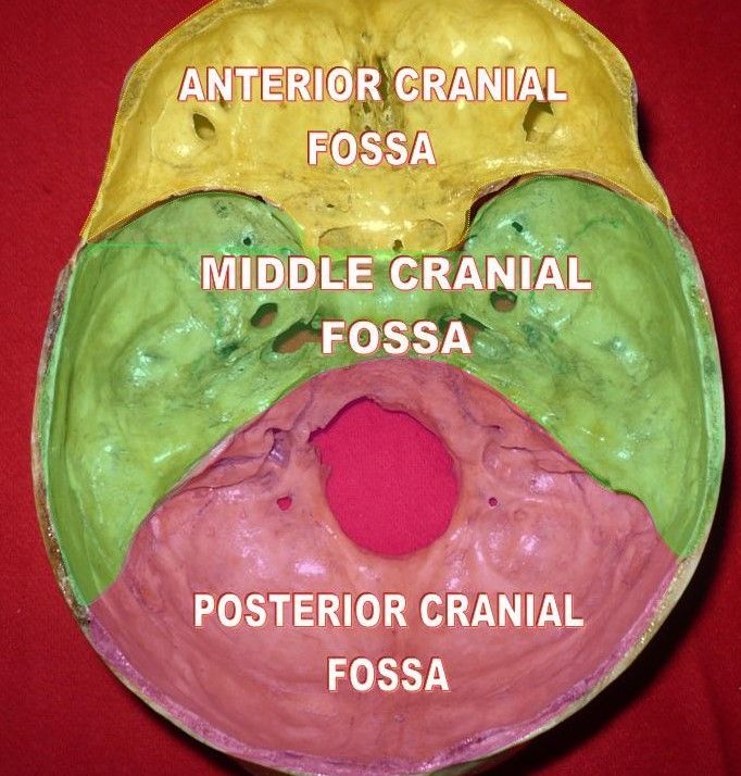 The Cranial Fossae SimpleMed The Cranial Fossae SimpleMed