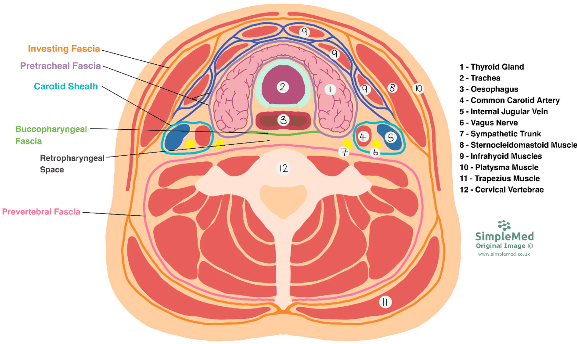 Cross-Section of the Neck SimpleMed Cross-Section of the Neck SimpleMed