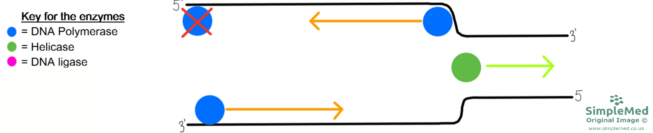 DNA Replication SimpleMed DNA Replication SimpleMed