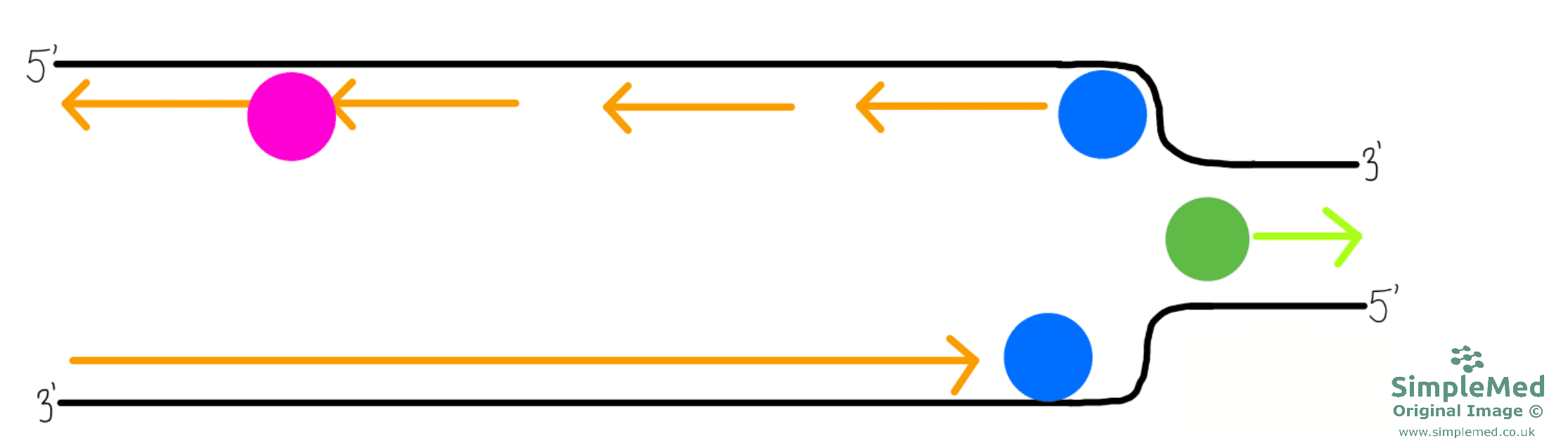 DNA Replication SimpleMed DNA Replication SimpleMed