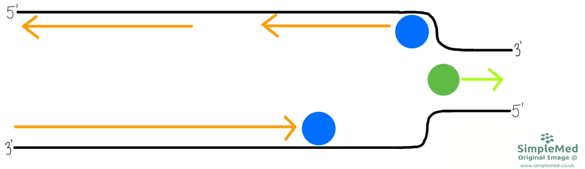 DNA Replication SimpleMed DNA Replication SimpleMed