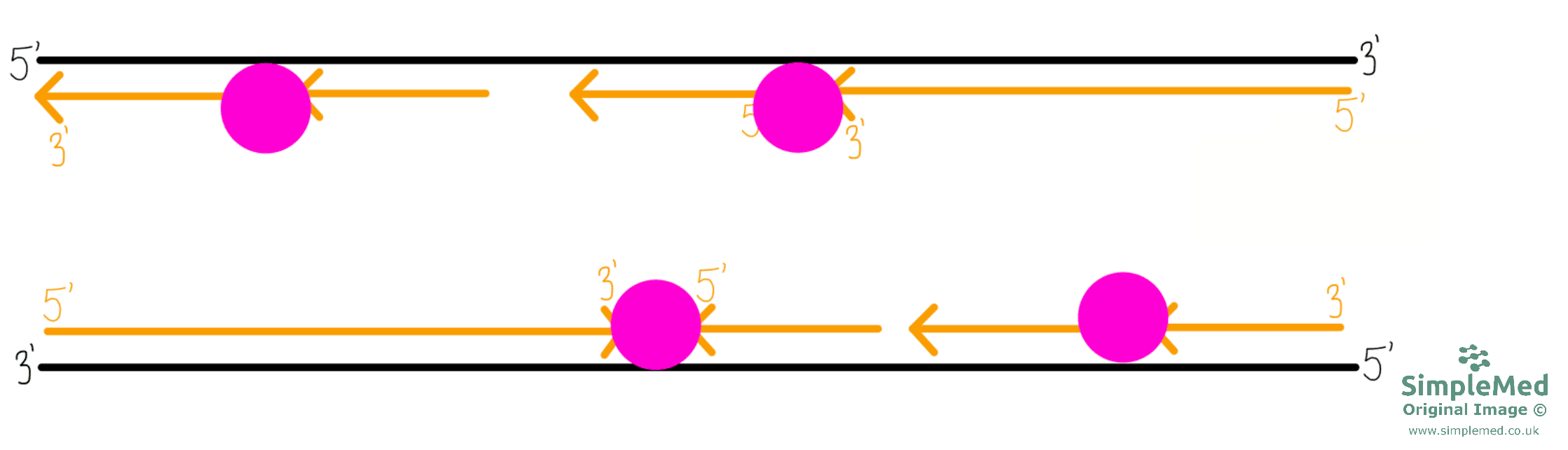 DNA Replication SimpleMed DNA Replication SimpleMed
