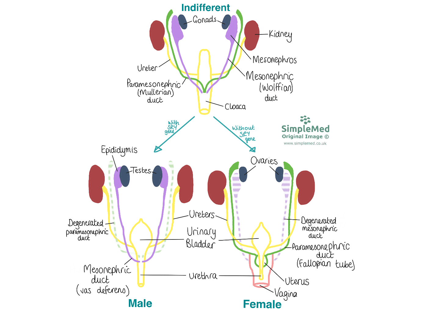 Development of the Internal Genitalia SimpleMed Development of the Internal Genitalia SimpleMed